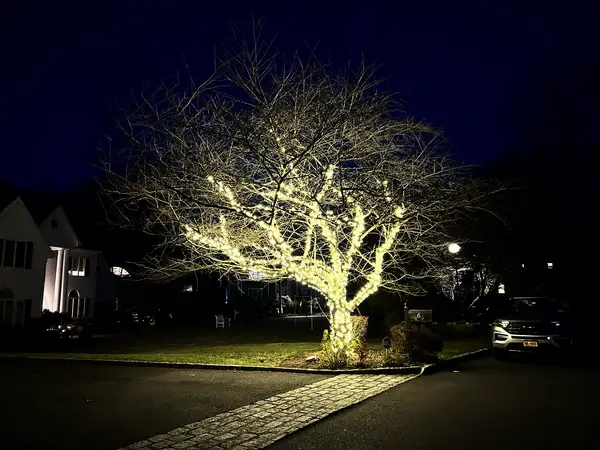Tree wrapping on a mature tree in City of Rye, NY
