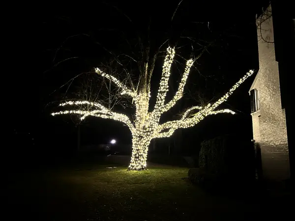 Tree wrapping on a mature tree in Greenwich, CT
