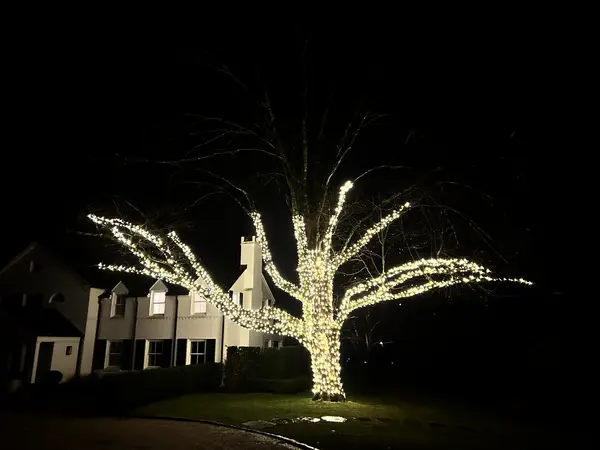 Trunk and canopy wrapping in Greenwich, CT