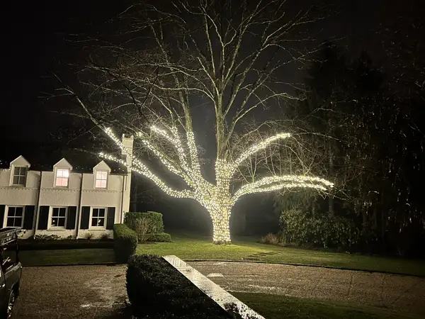 Landscape tree lighting in Greenwich, CT