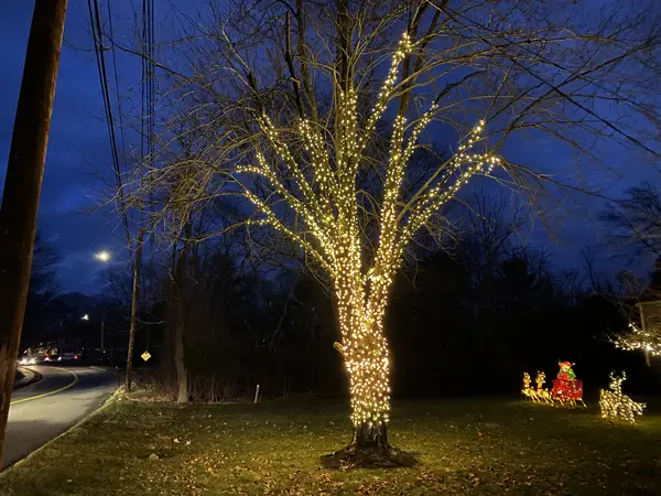 Tree wrapping on a mature tree in Lynnfield, MA