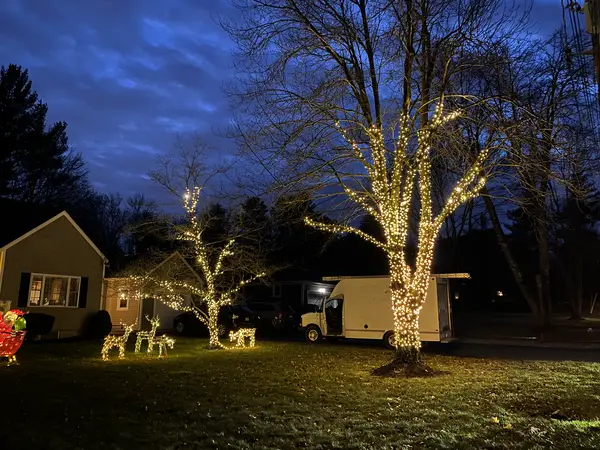 Trunk and canopy wrapping in Lynnfield, MA