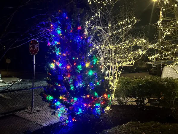 Tree wrapping on a mature tree in Medford, MA