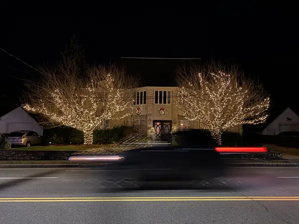 Tree wrapping on a mature tree in Waltham, MA