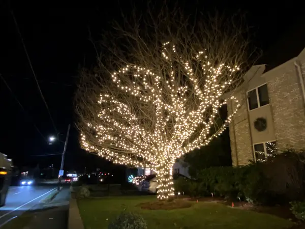 Landscape tree lighting in Waltham, MA
