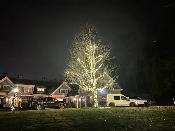Tree wrapping on a mature tree in Weston, MA