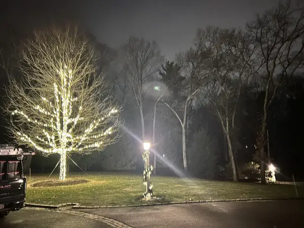 Landscape tree lighting in Weston, MA