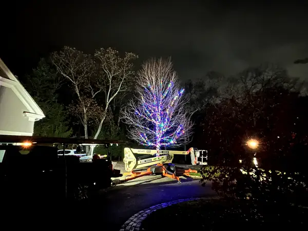 Tree lighting installed by the Holiday Lights Decor network