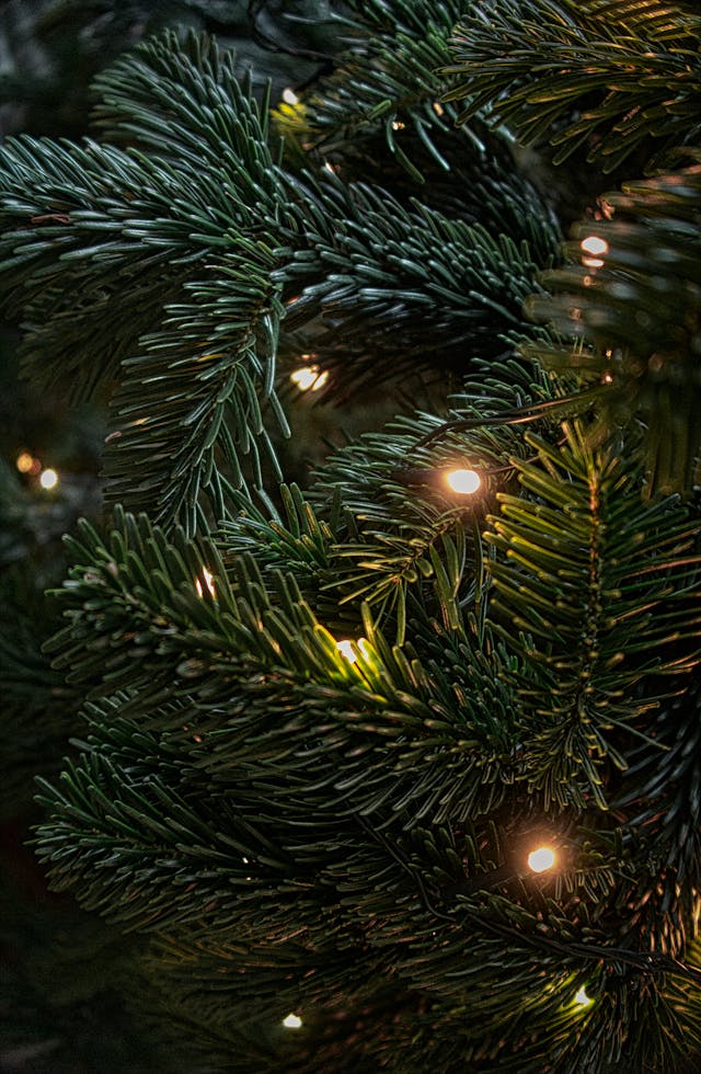 Tree Wrapping Installation in Worcester